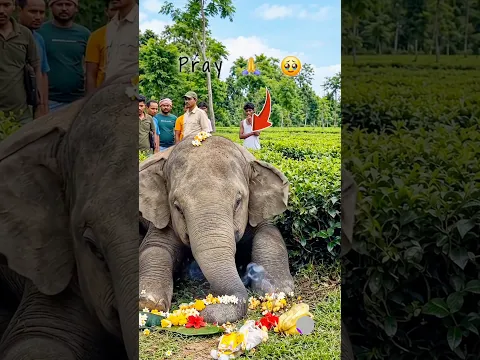 आज इस हाथी का आखिरी दिन है और इस हाथी को सिर्फ अनंत अंबानी ही बचा सकते हैं #shorts