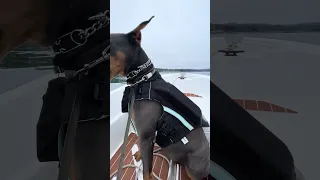 New video on our YouTube!! Subscribe!! #dream #fyp #boat #pets #doberman