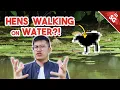 Download Lagu Do You Know What They Say About Long Toes?  | White-Breasted Waterhen