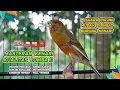 Lagu Pancingan Suara Kenari Gacor‼️ Ampuh untuk Masteran Kenari Muda dan Terapi Kenari Macet Bunyi 533