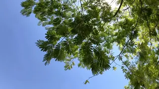 Soothing Tree Sound حفيف الشجر 