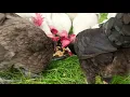 Can chickens eat garbanzo beans or chickpeas