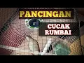 PANCINGAN CUCAK RUMBAI || BIKIN PANAS BURUNG LAWAN LAINNYA