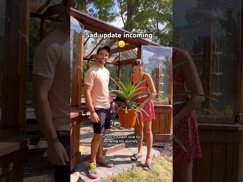 There’s a reason I never posted about this…but just wait for it 🥲 #gardening #pineapple