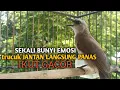 Lagu Trucuk BETINA memanggil Jantan Suara Birahi Ngecuplik 100% pancingan trucukan gacor agar BUNYI EMOSI