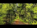 Download Lagu Rustgevende stemmen uit de natuur: het zingen van bosvogels om angst te verlichten