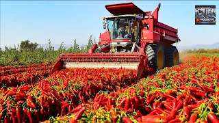how does china harvest tons of chili peppers with modern technology