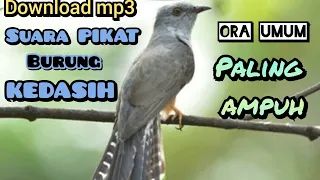 Download download suara PIKAT burung KEDASIH paling ampuh ORA UMUM MP3