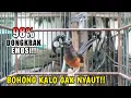 Download Lagu KRETEKAN MURAI BETINA LANGSUNG BIKIN EMOSI MURAI TROTOL❗AUTO NGAMUK‼️langsung GACOR