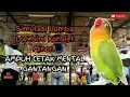 Download Lagu Simulasi Gantang Bareng Lovebird Betina Konslet Minor..!! Cara Ampuh Latih Mental Lovebird Gantangan