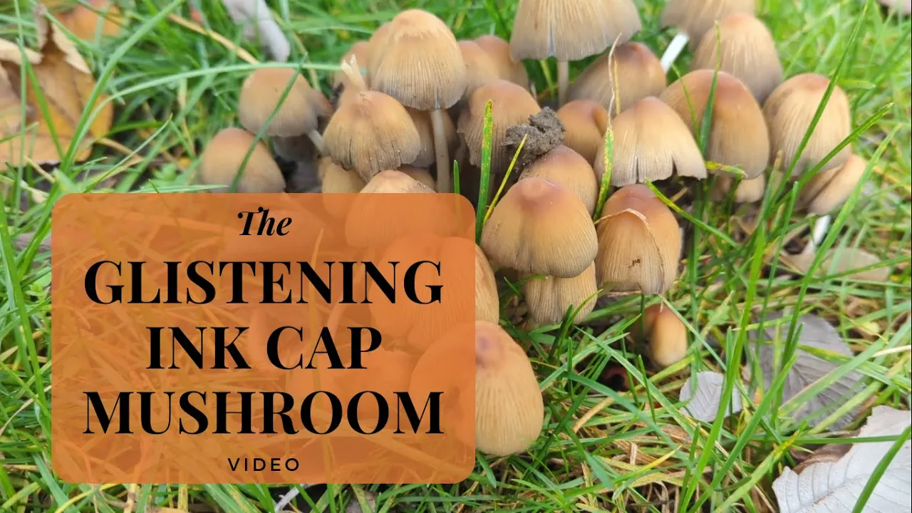 Glistening Ink Cap Mushrooms: An Edible InkCap