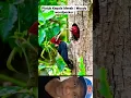 Download Lagu Anak Burung Pelatuk Keluar Sarang #shorts #burung