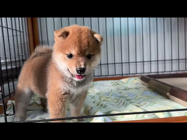動画