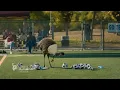 Soccer LiMu Emu Doug Liberty Mutual Insurance Commercial