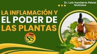 LA INFLAMACIÓN Y EL PODER DE LAS PLANTAS - LUIS ANTONIO MELÓN