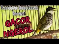 Download Lagu Cucak Bersisik Gacor Ngerol Masteran Dengan Suara Unik