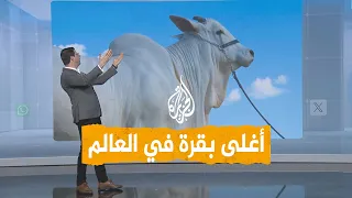شبكات بقرة بأربعة ملايين دولار هي الأغلى في العالم ما السبب 