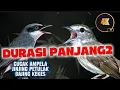 Lagu MASTERAN LANGKA DURASI PANJANG ! Cucak ampela, jinjing petulak, bajing kekes