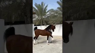 حراره الخيل العربي الاصيل         دندنها