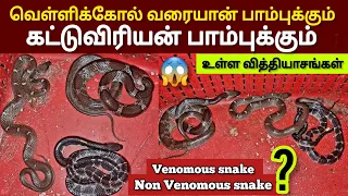  common krait useful video snake saga