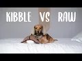 What I Feed My Miniature Dachshund Why I Chose it