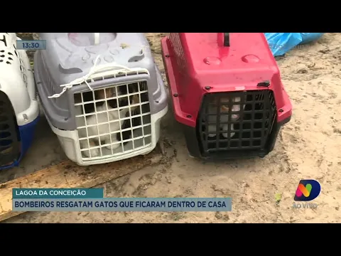 Final feliz: gatos sobrevivem à enxurrada na Lagoa da Conceição e são resgatados