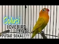 Suara BURUNG LOVEBIRD ngekek panjang ,lovebird FAIGHTER