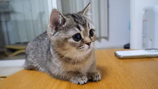 Here s a kitten who watches anime more intently than its owner