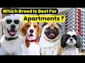 Best Dog Breeds for Apartments Low Maintenance Friendly