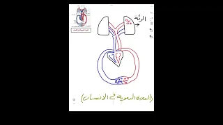 الدورة الدموية في الانسان احياء الثالث المتوسط الفصل الخامس  الدورة الدموية في الانسان احياء الثالث المتوسط الفصل الخامس