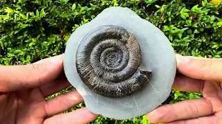 A Beautiful Beach Find & Prep! Fossil Ammonite Recovered 