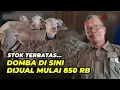 Download Lagu Harga Domba Mulai 850 Ribu Saja