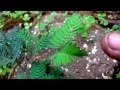 Download Lagu Touch-ME-not-PLANT (Mimosa pudica) (INDIA) Slow-Mo