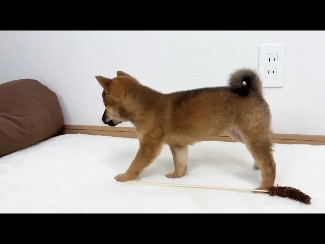 動画