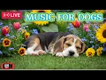 Download Lagu LIVE: Calming Classical Music for Rescue Pets 🐾❤️ | Safe Sounds for Healing \u0026 Trust🦮💖45