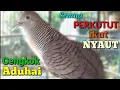 Download Lagu Bunyi Perkutut Bangkok Kutut Bangkok Gacor Merdu Cocok Untuk Terapi Dan Mancing Suara Perkutut Bunyi