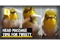 Download Lagu The Quint: Tweety Bird Mendapatkan Sesi Spa, Seorang Juara Dengan Kapas!