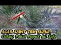 Download Lagu AGAR SAWIT TBM SUBUR, Ternyata Perusahaan Menggunakan Pupuk Jenis Ini Juga