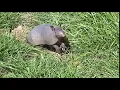 Armadillo Bait