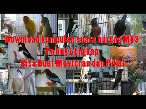 Download MP3 Download Suara Burung Untuk Memikat Dan Masteran Mp3 Lengkap