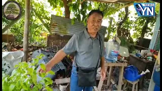ဘွန်ဇိုင်းပင် ရွက်အုပ်ခွဲနည်း