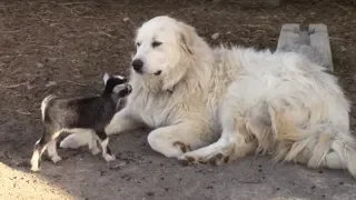 Tiny Baby Goats Adorably Play With Pyrenean Mountain Dog 