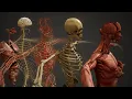 Inside Us Live Human Anatomy Organ Systems