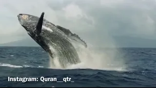 سورة الصافات عمير شميم دندنها