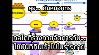 ทำไมการกินน้ำมันสกัดเย็นในปริมาณพอดีจึงไม่ทำให้ไขมันสะสมในร่างกาย