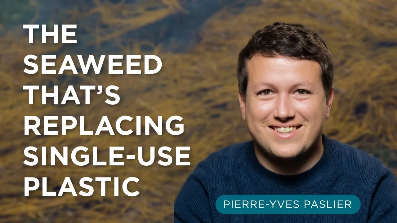 The Seaweed That’s Replacing Single-Use Plastic