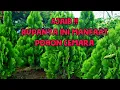Download Lagu Ajaib !! Manfaat Pohon Cemara Untuk Kehidupan