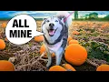 Taking Meeka The Talking Husky To a Pumpkin Patch GOES WRONG VLOG