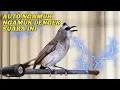 Download Lagu AUDIO JERNIH MASTERAN BURUNG TRUCUKAN BONANG PANJANG di pagi hari auto gacor