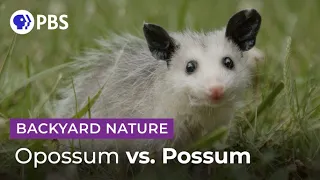 Mythbusting Opossum Facts Backyard Nature